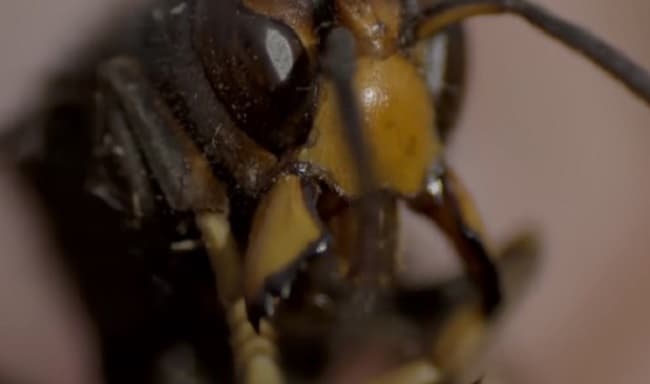 “Avispón asesino” provoca la muerte de un hombre