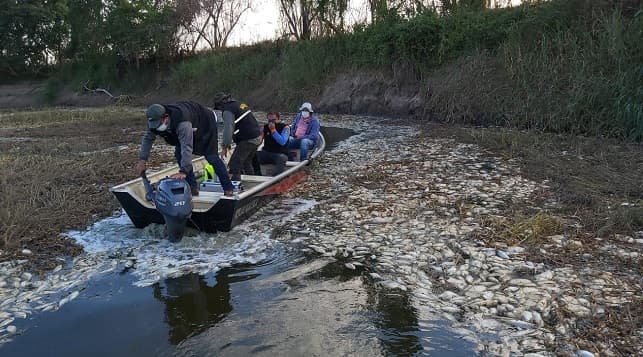 Mades verifica mortandad de peces en Villa Hayes