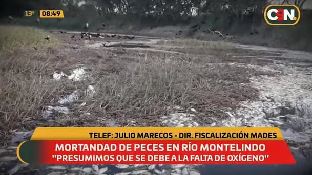 Peces mueren por “descomposición de vegetales”, afirman