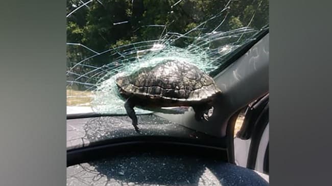 Tortuga impacta contra parabrisas y lesiona a un hombre