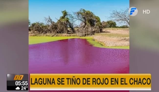 Laguna de agua salada se tiñe de rojo en el Chaco