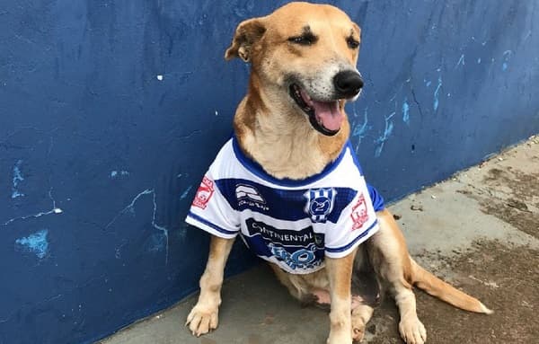 Fallece Tesapará, la mascota del 2 de Mayo