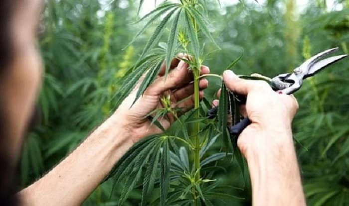 Cámara de cáñamo aclara que es la única legalmente constituida