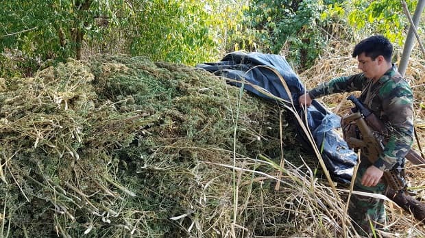 Senad destruye más de 59 toneladas de marihuana en Pedro Juan