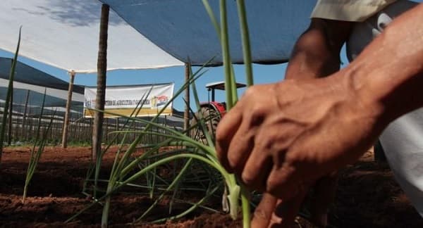 Asisten a productores para proteger cultivos de heladas