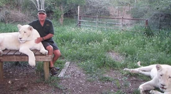 Conservacionista muere tras ser atacado por las leonas que rescató