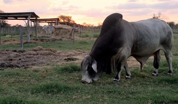 Paraguay, entre los países que más deforestan para producir carne