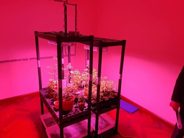 Desmantelan red de laboratorios de “marihuana VIP”