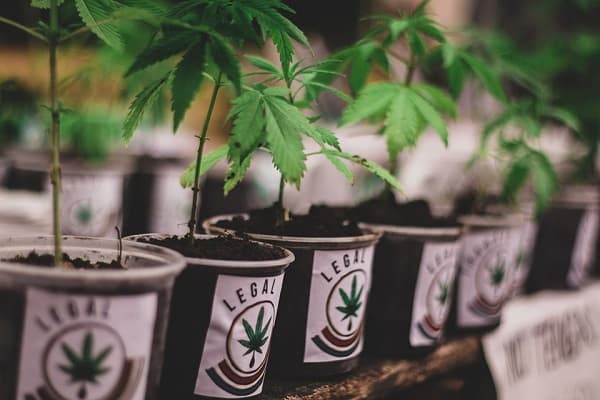 Senadores rechazan marihuana pero evitan hablar de crimen organizado