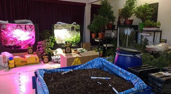 Ordenan traslado a Emboscada de imputados por “Marihuana VIP”