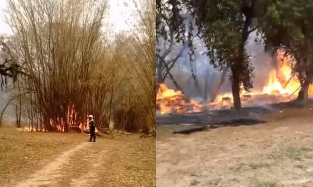 Llamas se expanden en el Botánico