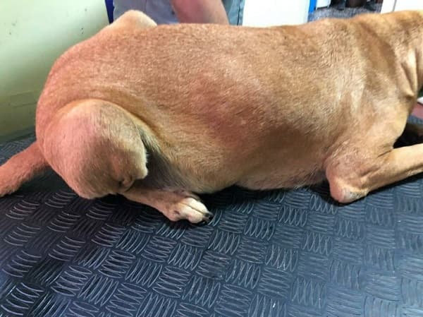 Rescatan a perra víctima de zoofilia en Fernando de la Mora