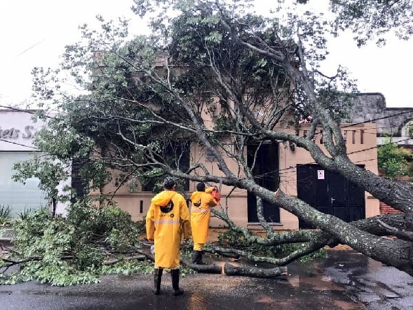 La Municipalidad de Asunción reporta gran cantidad de árboles caídos