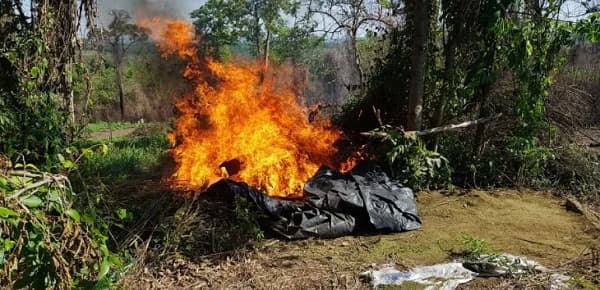 Incineran más de siete toneladas de marihuana