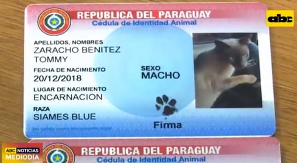 Volverán las cédulas de mascotas, pero con otro diseño