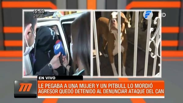 Perro de la raza pitbull defiende a su dueña atacada por su pareja