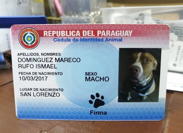 Fiscala justifica operativo contra “cedulación” de mascotas
