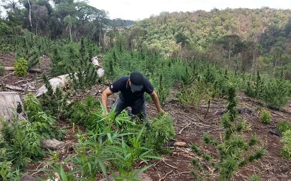 Destruyen más de 40 toneladas de marihuana en reserva San Rafael
