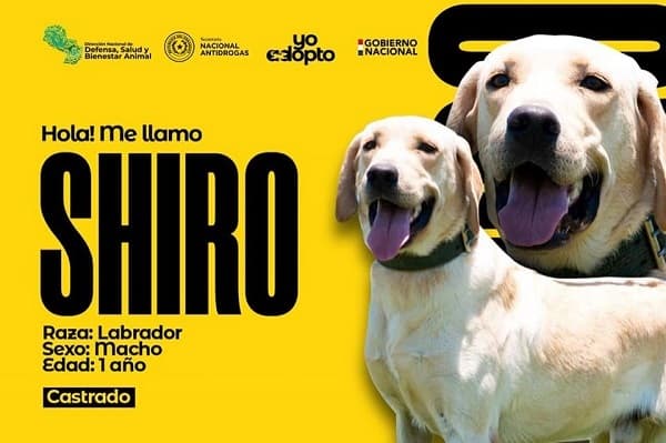 Senad entrega en adopción seis canes