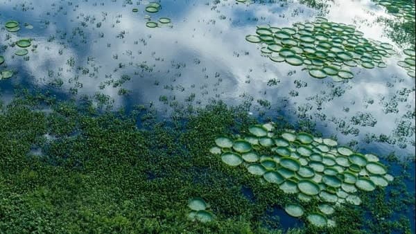 Reaparece el Yacaré Yrupé en la Bahía de Asunción