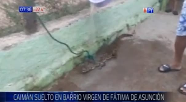 Hallan y rescatan a yacaré en barrio de Asunción