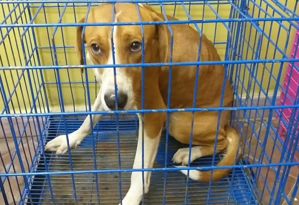 Rescate de animales terminó en hallazgo de cuerpo de mujer en barrio Obrero