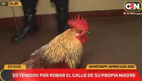 Detienen a dos jóvenes por hurtar un gallo, tras denuncia de la madre