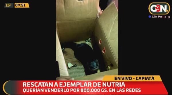 Rescatan a nutria que fue puesta a la venta en Capiatá