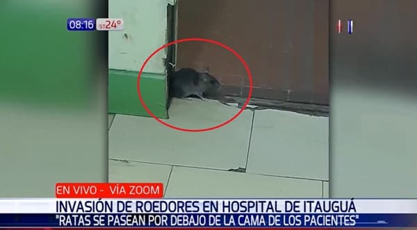 Hospital Nacional soporta infestación de ratas, narra médico