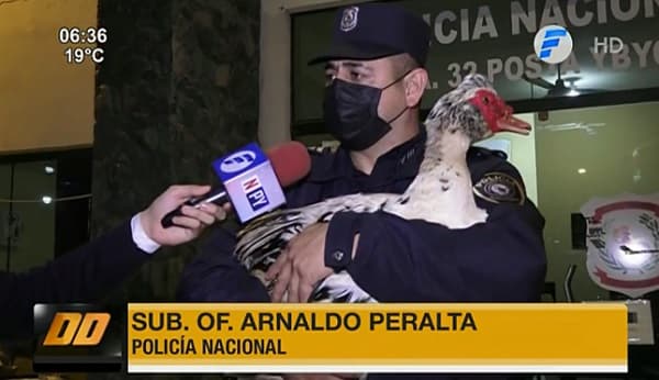 Detienen a dos jóvenes tras robo de patos de una vivienda