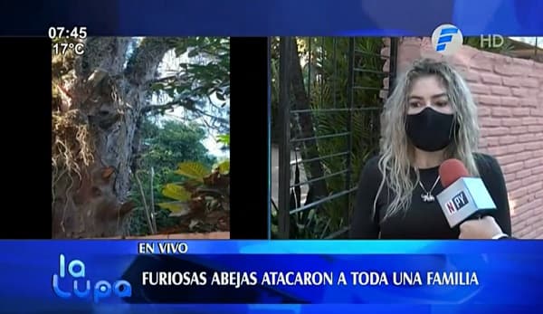 Enjambre de avispas ataca a familia en Fernando de la Mora