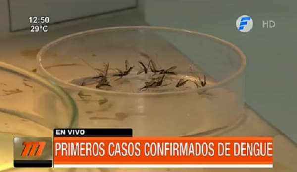 Salud confirma dos casos de dengue