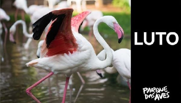 Tragedia en el Parque de las Aves: Jaguaretés matan a 172 flamencos