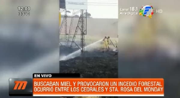 Buscando miel generan incendio forestal en Alto Paraná