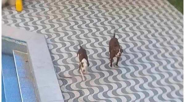 “Fue una masacre”, asegura dueña de pitbulls tras ataque