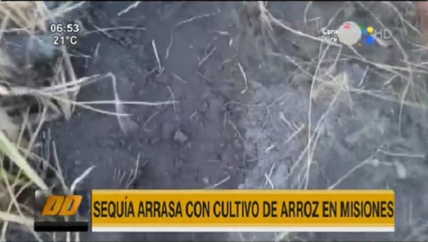 Reportan crítica situación de los cultivos de arroz en Misiones