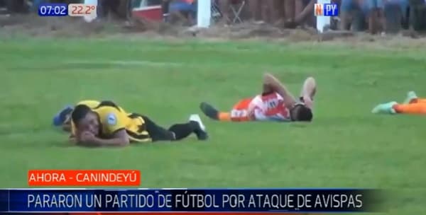 Ataque de avispas obliga a detener partido de fútbol en Canindeyú