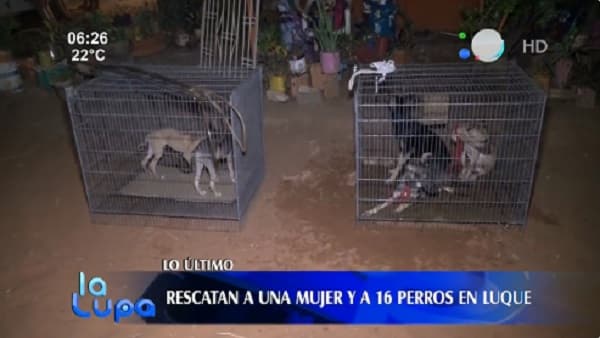 Rescatan a una sexagenaria y 16 perros de una vivienda en Luque