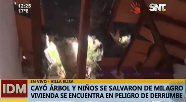 Niños se salvan de desplome de árbol sobre casa