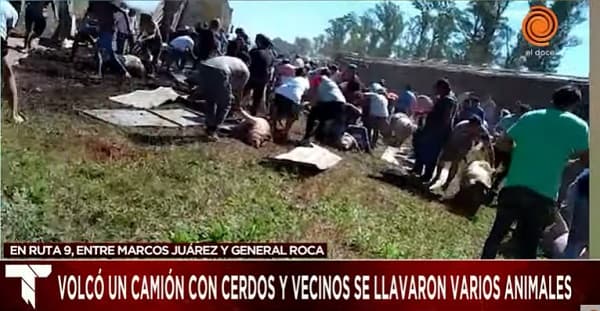 Se apropian de cerdos tras vuelco de camión transportador