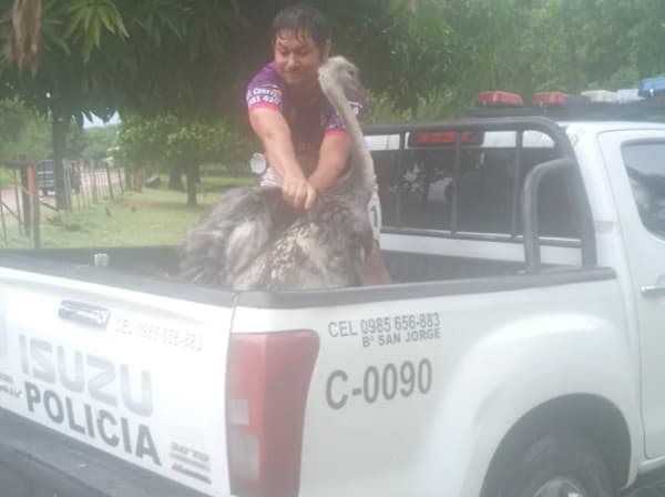 “Pipita”, la avestruz fugitiva retorna a casa 