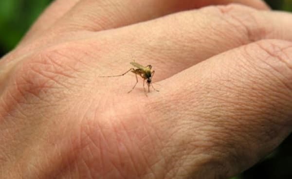 Casos de Covid-19 descienden, pero el dengue gana terreno, advierte Sequera