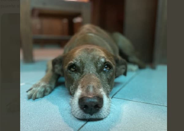 “Todinho”: La historia del peludito que conmueve en Twitter