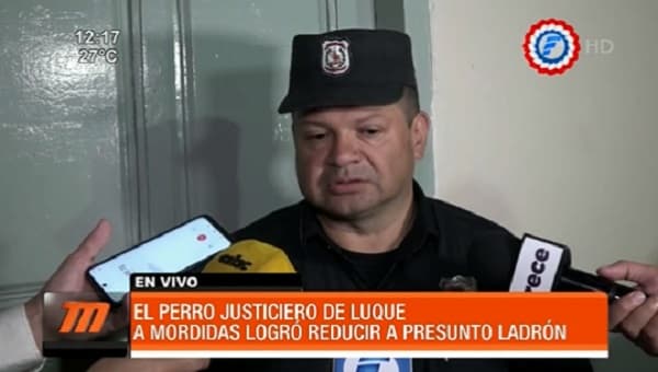 Pitbull muerde a sospechoso tras asalto y facilita captura