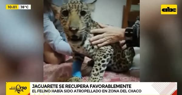 Cachorra de jaguareté ruge y se para por sí sola, confirman