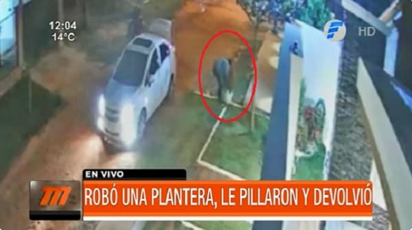 Joven roba una plantera, es descubierto y termina devolviéndola