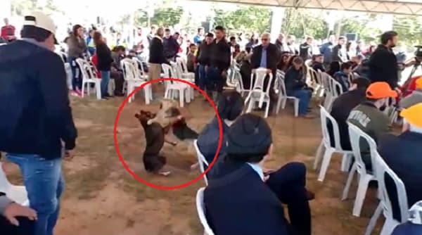 Pelea canina interrumpe acto oficial con presencia de Abdo