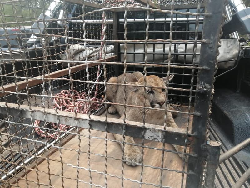 Puma rescatada en vivienda de Remansito permanecerá en el Zoológico de Asunción