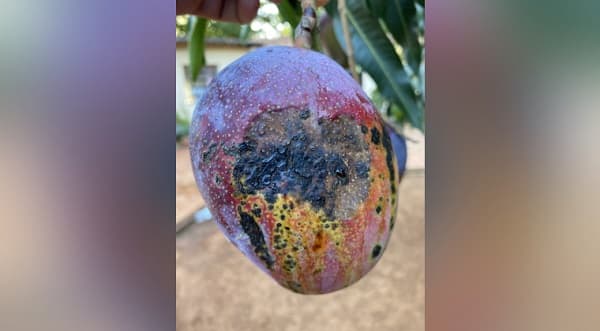 Expertos dicen que mangos enfermos pueden ser consumidos