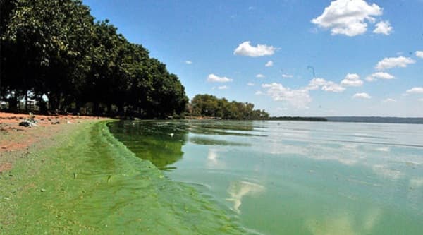 Hay cuatro veces más de cantidad de coliformes fecales en el Lago Ypacaraí